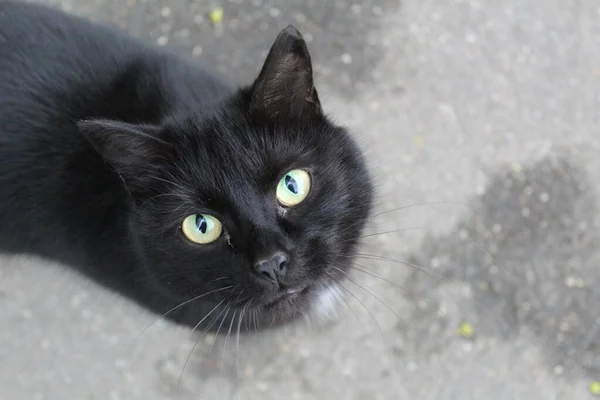 smart look black cat on the street / portrait of a black cat. the pet looks with green eyes carefully.