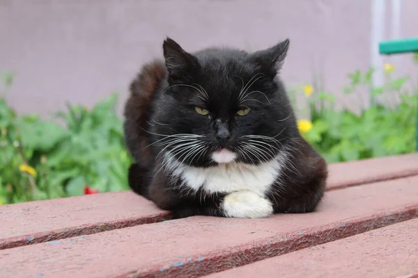 Gato Negro Sentado Banco Primavera Retrato Gato Negro Mascota Está — Foto de Stock