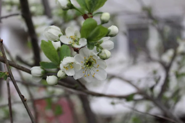 Белый Цветок Яблони Весной Саду Фото Цветов Яблони Лепестки Белые — стоковое фото
