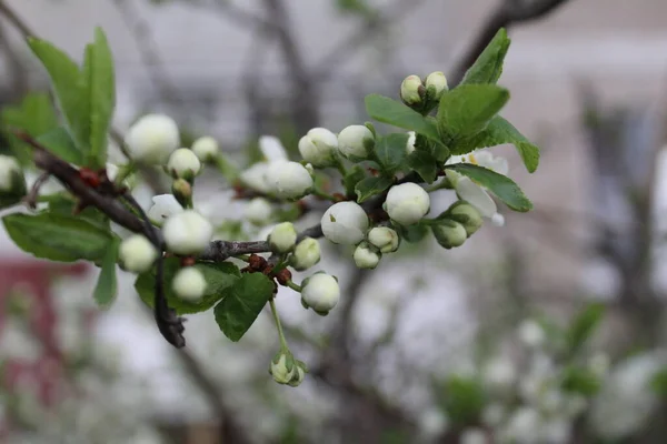 White Apple Blossom Spring Garden Photo Apple Flowers Petals White — Stock Photo, Image