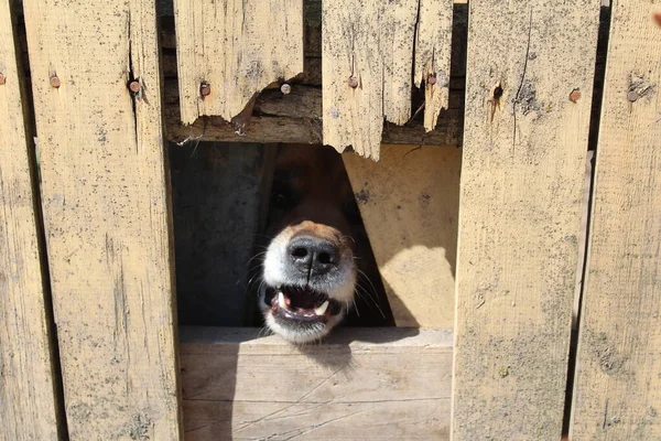 mouth with fangs of a guard dog and a wooden fence / photo of a large guard dog.a pet has a mouth with fangs.the animal barks through a hole in the wooden fence.