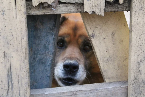 sad eyes of a guard dog and a wooden fence / photo of a large guard dog.have a pet with sad eyes.the animal looks through a hole in the wooden fence.