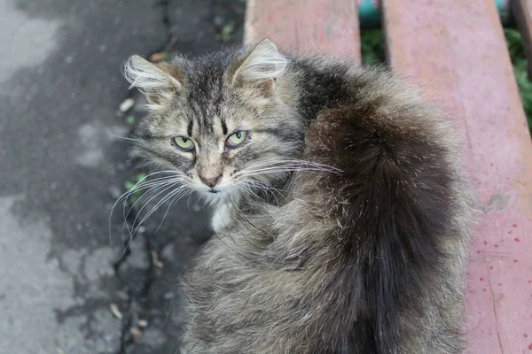 Gato Peludo Gris Sentado Banco Calle Primavera Foto Gato Peludo — Foto de Stock