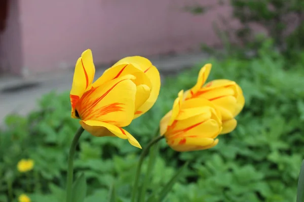 Три Жовті Тюльпани Газоні Навесні Фото Жовтих Тюльпанів Багато Квітів — стокове фото