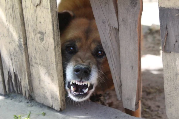 an angry dog barks and guards the house yard / photo of an angry dog.a pet that guards the yard and the owner\'s house. the animal barks and bars its teeth, and is angry.only the muzzle is visible from a hole in the wooden fence.