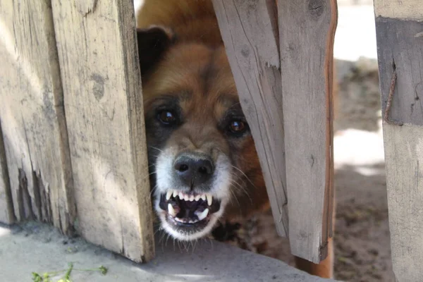 Cão Com Raiva Ladra Guarda Quintal Casa Foto Cão Com Imagens Royalty-Free