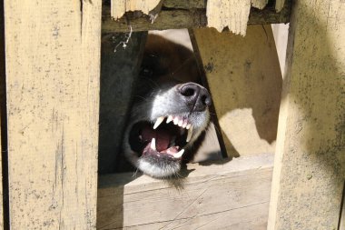 Kızgın bir köpek havlar ve evin bahçesini korur. Öfkeli bir köpeğin fotoğrafı. Bahçeyi ve sahibinin evini koruyan bir hayvan. Hayvan havlar ve dişlerini parmaklıklara geçirir ve kızar. Ağaç çitteki delikten sadece namlu görünür..