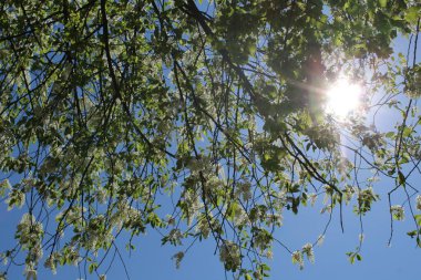 İlkbaharda mavi gökyüzüne karşı çiçek açan kiraz ağaçlarının dalları ve kiraz ağacının fotoğrafı. Ağaç beyaz yapraklarla çiçek açar. mavi gökyüzü ve güneşin arka planı.