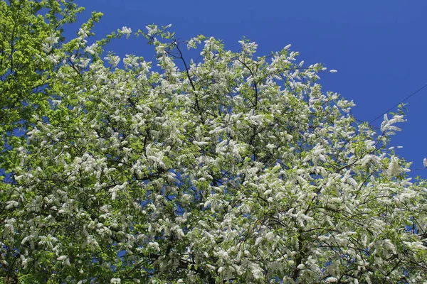 Branches Flowering Cherry Trees Blue Sky Spring Photo Cherry Bush — Stock Photo, Image