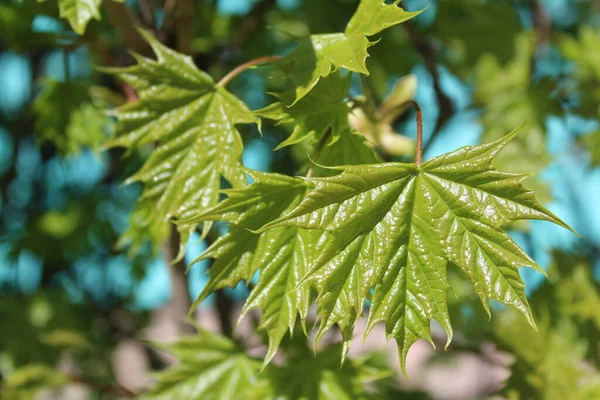 fresh green maple leaves in spring against a blue sky / Photo of maple branches against a blue sky. fresh leaves bloomed in spring. they Shine andgreen. the day is Sunny.