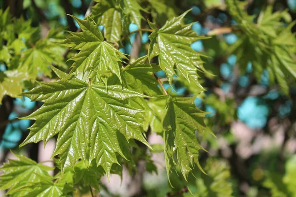 fresh green maple leaves in spring against a blue sky / Photo of maple branches against a blue sky. fresh leaves bloomed in spring. they Shine andgreen. the day is Sunny.