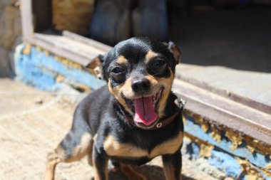 Rus oyuncak Terrier minyatür köpeği, Rus oyuncak Terrier 'in portresinin verandasında seviniyor. O, evin verandasında duruyor. Hava güneşli. Ağzını neşeyle açtı..