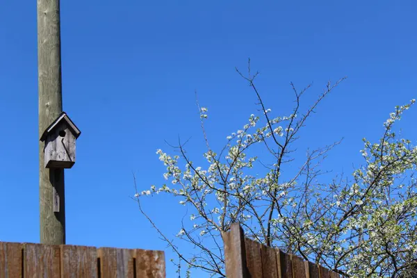 柱子上的老鸟舍 柱子上的老鸟舍 花园里的一棵盛开的苹果树 映衬着蓝天 在盛开的苹果树的花园里 天空是蔚蓝的 一年中的时间是春天 — 图库照片