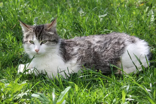 Gato Fofo Grama Fresca Primavera Foto Gato Adulto Pêlo Animal — Fotografia de Stock