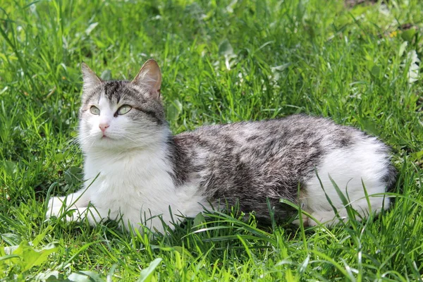 fluffy cat on fresh grass in spring / photo of an adult cat. the pet's fur is fluffy, gray and white.the time of year is spring. sunny weather. the animal is sitting in the green, fresh grass. she basks in the fresh air.