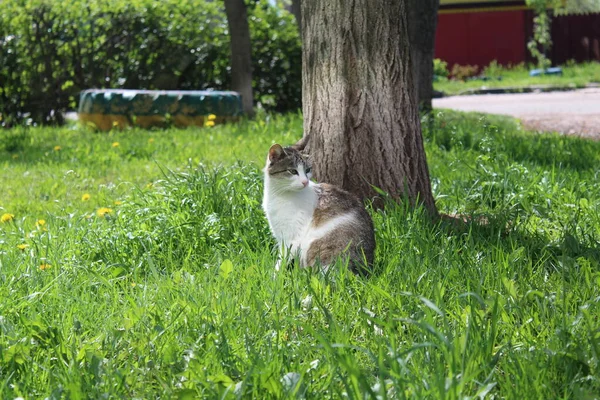 春天的时候 毛绒绒的猫躺在新鲜的草地上 一张成年猫的照片 这只宠物的毛毛茸茸的 灰白的 一年中的这个时候是春天 动物正坐在绿绿的 新鲜的草地上 她正沐浴在空气中 — 图库照片