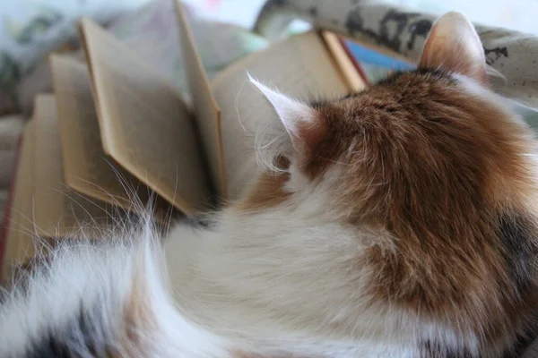 Fluffy Multicolored Cat Open Old Book Cat Fluffy Tricolor Sitting — Stock Photo, Image