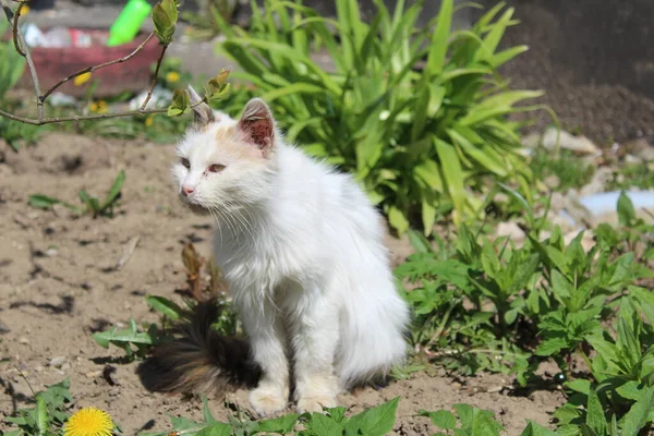 Hasta Bir Kedi Baharda Çimlerin Üzerinde Güneşlenirken Hasta Bir Kedinin — Stok fotoğraf