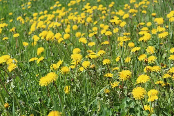 Yellow Dandelions Green Grass Meadow Spring Photo Lot Yellow Dandelions — Stock Photo, Image
