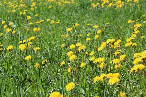 yellow dandelions on the green grass in the meadow in spring / photo a lot of yellow dandelions. they bloom in the meadow. the grass is green in spring. beautiful flower meadow.