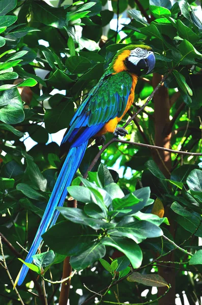 Blå och guld Macaw — Stockfoto