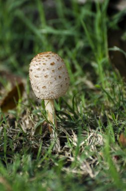 bir olgunlaşmamış şemsiye mantar ayakta dik parlak güneş ışığında çiğ ile