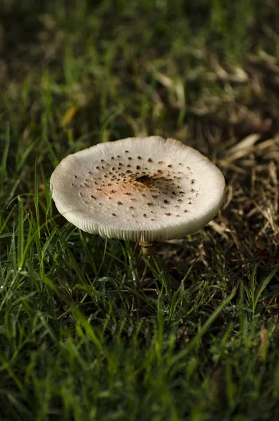 bir açık olgun şemsiye mantar ya da içbükey üst kapağı parlak nokta-in kahverengi lekeler gölge ve parlak özellikleri ile öyle bir mantarı hediye olarak bilinen.
