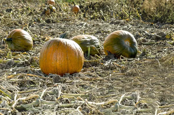 Üç kabak hasat için bekleyen alanındaki olgunlaşan sit değişik derecelerde 