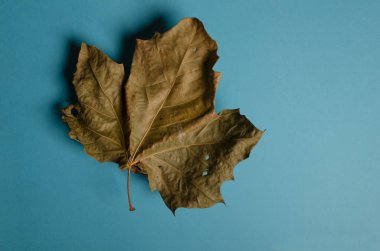 Büyük kurumuş bir akçaağaç yaprağı, yüzeye düşerken arka plandaki mavinin sol kısmını doldurur ve yüzeyde koyu bir gölge bırakır.