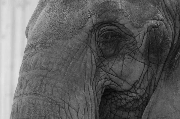 an extreme close up, black and white portrait of an adult Asian elephant that shows in detail the thick wrinkles of the animals skin and eye