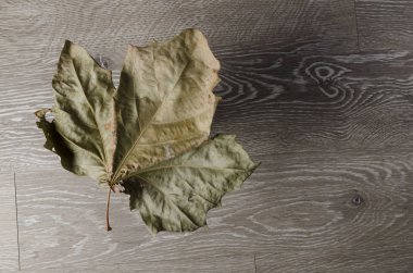 Kurumuş bir akçaağaç yaprağı yaşlı bir ahşap yüzeye düşer ve yüzeye gölge düşürür.