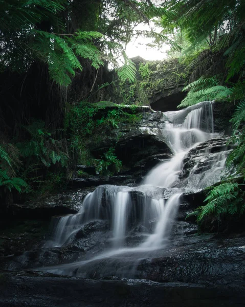 Şelale Blue Mountains yağmur ormanları içinde 