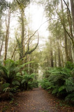 Atmosferik yağmur ormanlarında yürüyüş güneş parlama ile