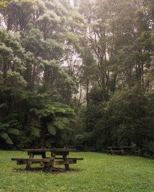 Piknik masa gür yeşil sisli orman
