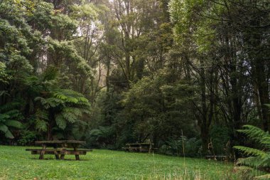 Piknik masa gür yeşil sisli orman