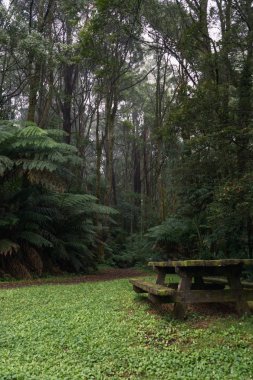 Piknik masa gür yeşil sisli orman