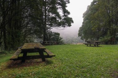 Piknik masa gür yeşil sisli orman