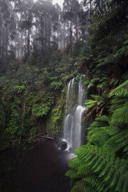  Yemyeşil yağmur ormanları içinde Beauchamp şelale