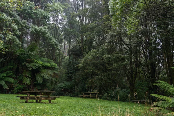 Piknik masa gür yeşil sisli orman