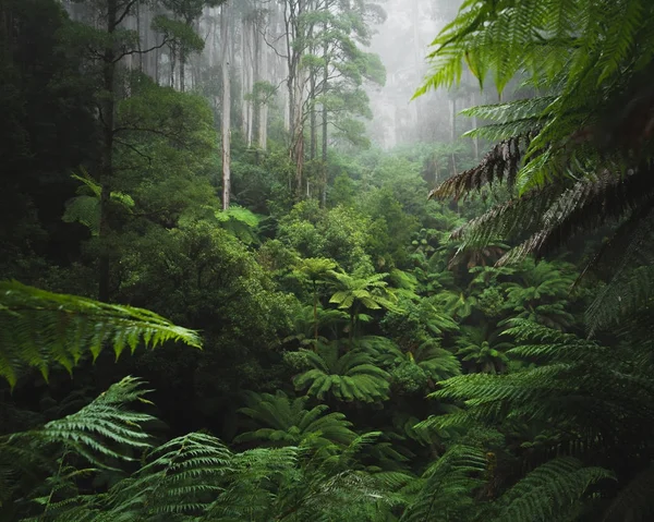 Lush rain forest with morning fog
