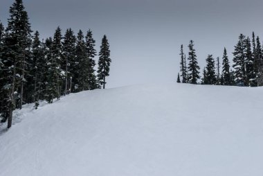 Dağ yamacındaki ağaçlar kar kaplı