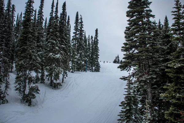 Árboles cubiertos de nieve en la pendiente de la montaña — Foto de Stock