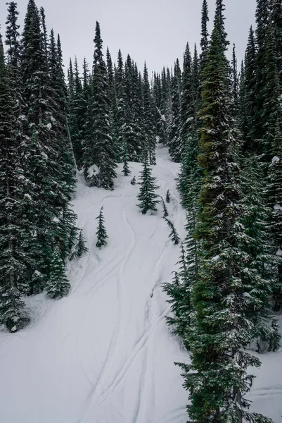 Bäume am Berghang schneebedeckt — Stockfoto