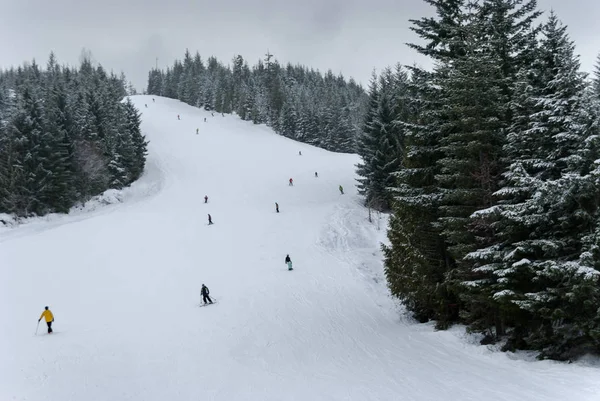 Skifahrer und Snowboarder auf einer von Bäumen gesäumten Piste beim Pfeifen — Stockfoto