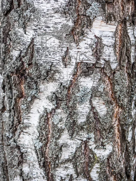 Holzstrukturen für den Einsatz — Stockfoto