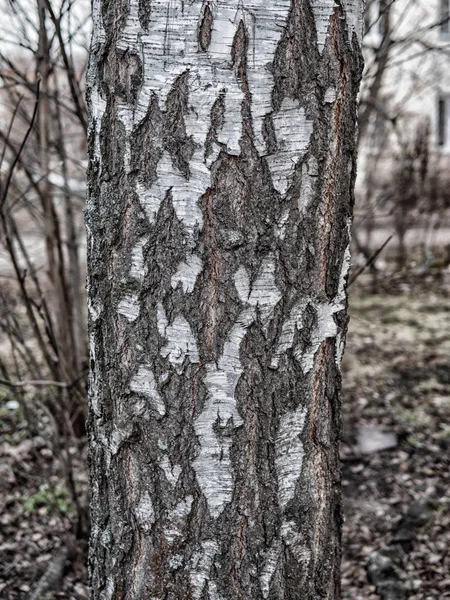 Texture di legno per l'uso — Foto Stock