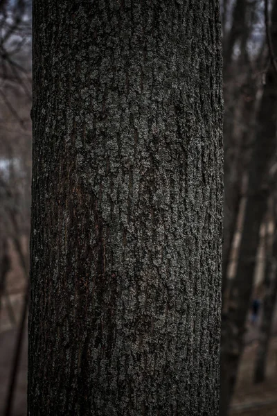 Holzstrukturen für den Einsatz — Stockfoto