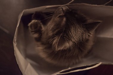 Bir kedi bir pakette oturur