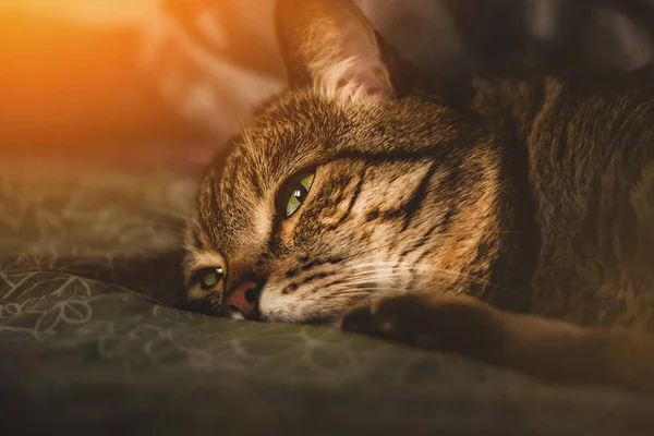 The cat lies with a sad look — Stock Photo, Image