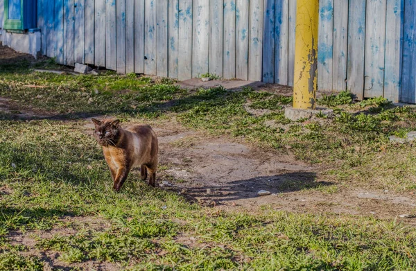 Кошка ходит по улице одна. — стоковое фото